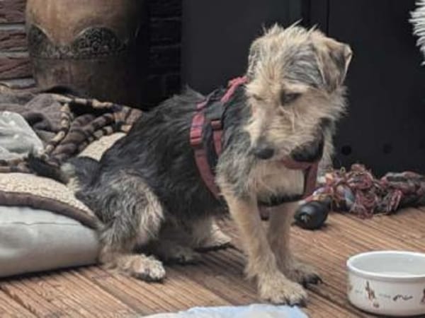 COCO-zauberhafte Hündin, hat Epilepsie