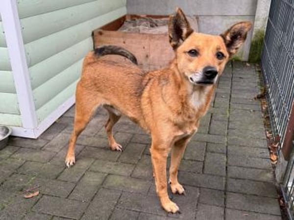 AXEL-menschen bezogener Rüde, 48 cm