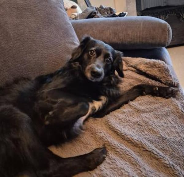 NOTFALL SHADOW BRAUCHT HILFE!!!