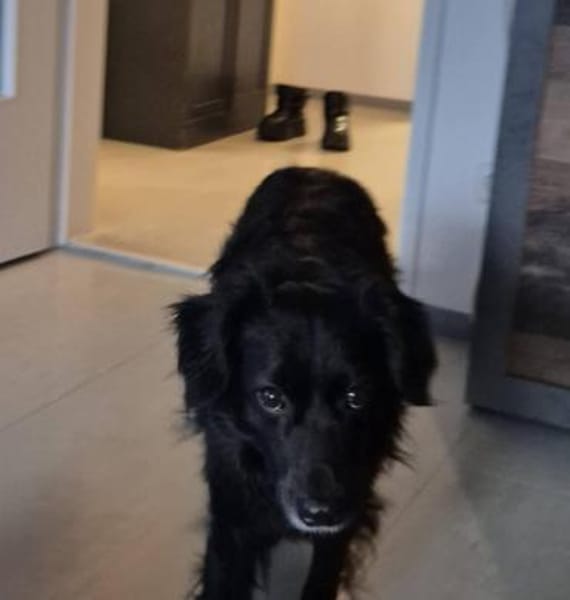 NOTFALL SHADOW BRAUCHT HILFE!!!