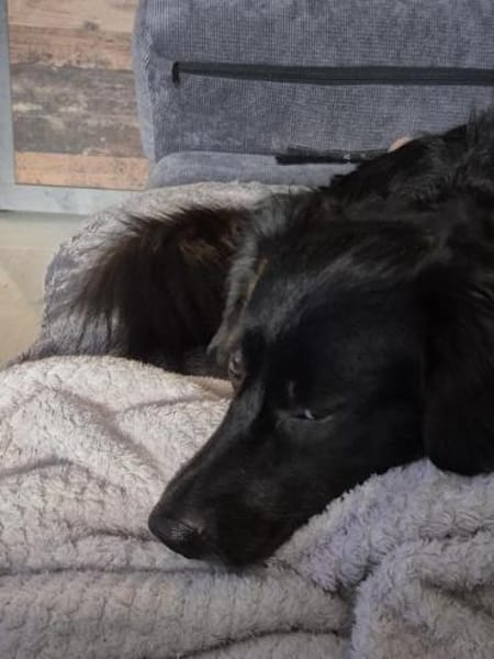 NOTFALL SHADOW BRAUCHT HILFE!!!