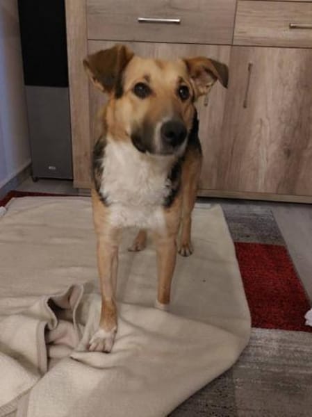 Rambo sucht aktive Familie!