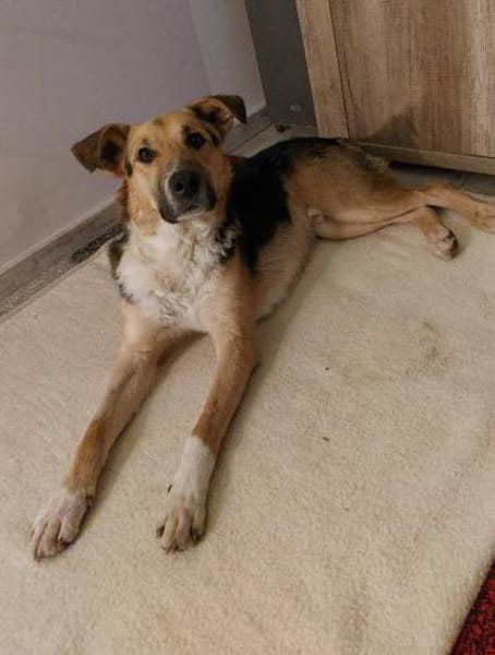 Rambo sucht aktive Familie!