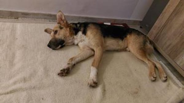 Rambo sucht aktive Familie!