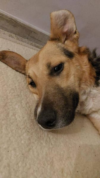 Rambo sucht aktive Familie!