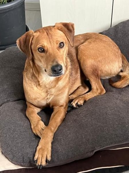 Ronan-  möchte endlich gesehen werden!