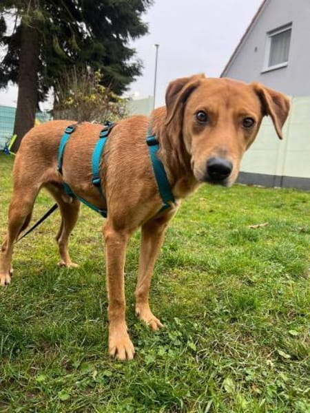 Ronan-  möchte endlich gesehen werden!