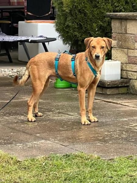 Ronan-  möchte endlich gesehen werden!