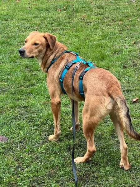 Ronan-  möchte endlich gesehen werden!