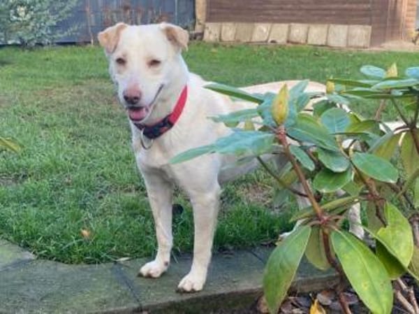 MALEEN-sanfte, wunderschöne Hündin,47cm