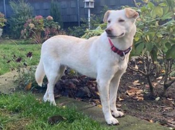 MALEEN-sanfte, wunderschöne Hündin,47cm