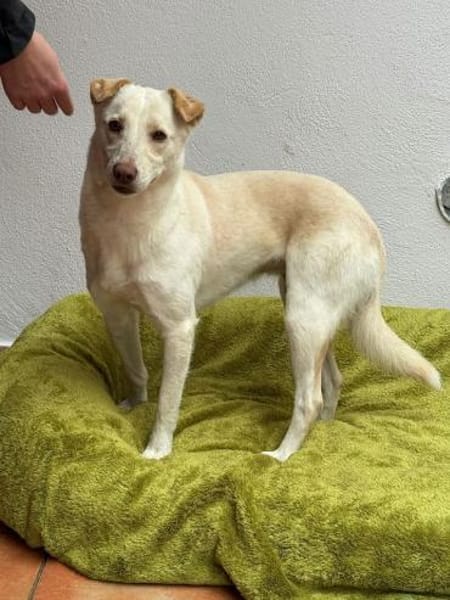 MALEEN-sanfte, wunderschöne Hündin,47cm