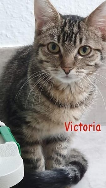 Flicka+Jens+Karin+Marc+Simba+Susi+Victor