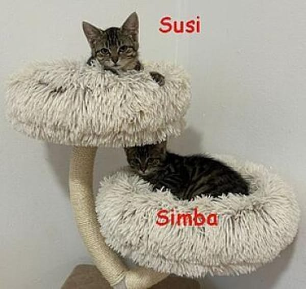 Flicka+Jens+Karin+Marc+Simba+Susi+Victor