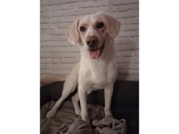 Rocky - wartet in 63599 Biebergemünd