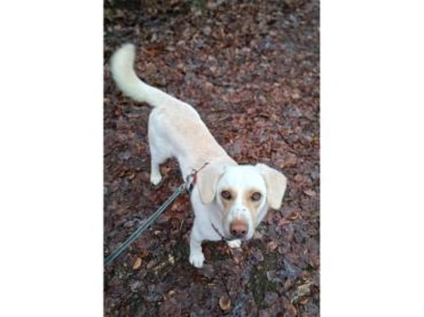 Rocky - wartet in 63599 Biebergemünd