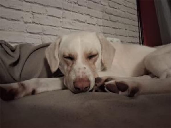 Rocky - wartet in 63599 Biebergemünd