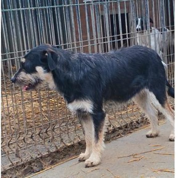 Lolita sucht ihr Zuhause für immer