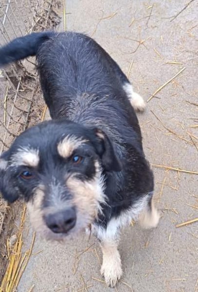 Lolita sucht ihr Zuhause für immer