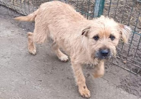 Mango möchte ihr Herz verschenken