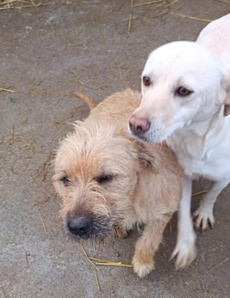 Mango möchte ihr Herz verschenken