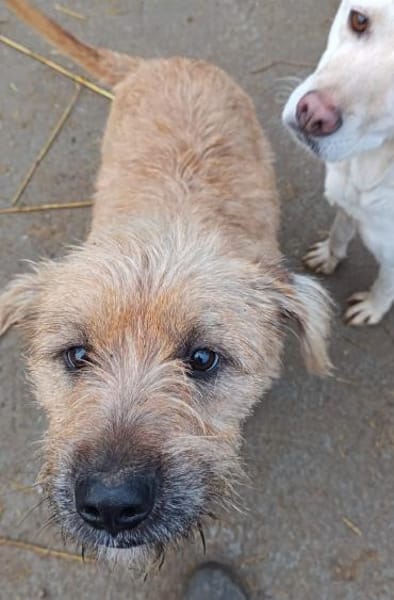 Mango möchte ihr Herz verschenken