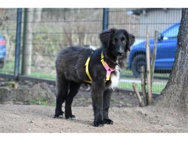 Amelie - wartet in 99610 Sömmerda