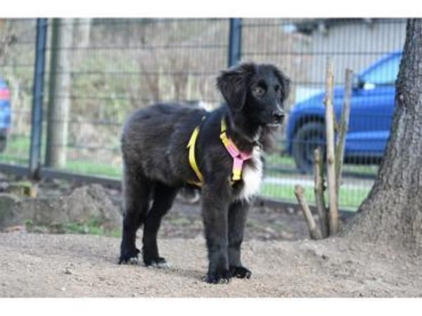 Amelie - wartet in 99610 Sömmerda