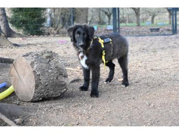 Amelie - wartet in 99610 Sömmerda