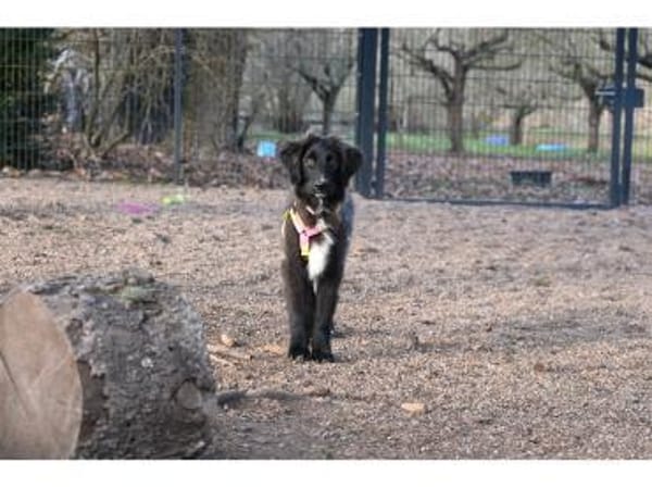 Amelie - wartet in 99610 Sömmerda