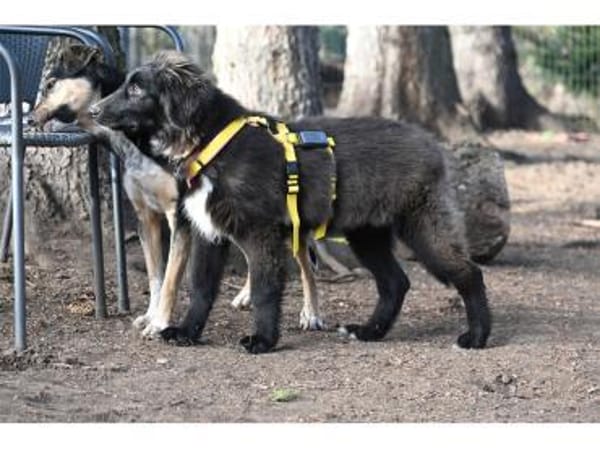 Amelie - wartet in 99610 Sömmerda