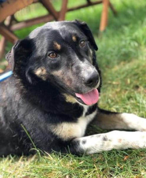 Ronin ist ein richtiger Gute-Laune-Hund!