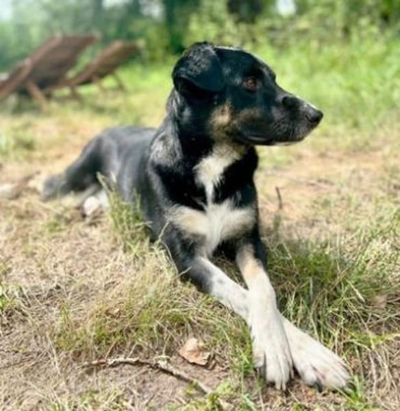 Ronin ist ein richtiger Gute-Laune-Hund!