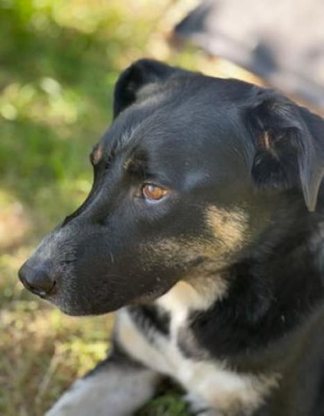 Ronin ist ein richtiger Gute-Laune-Hund!