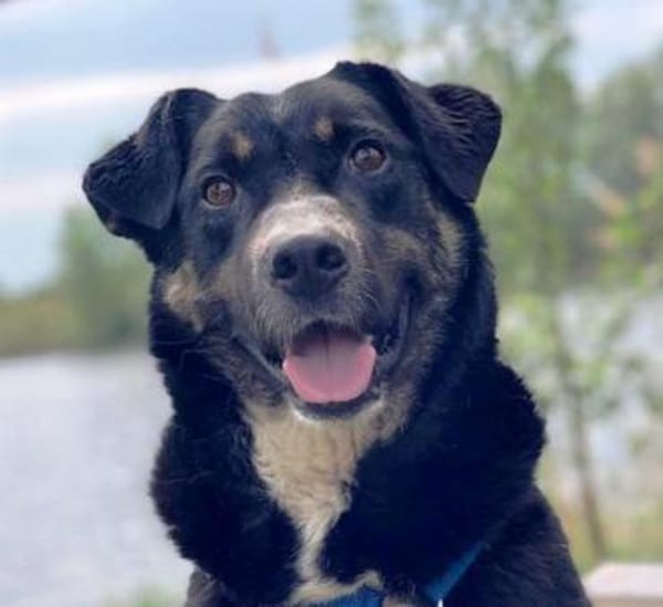 Ronin ist ein richtiger Gute-Laune-Hund!