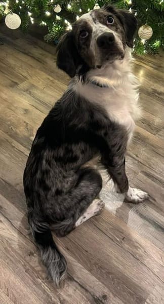 Super lieber Merlin, bei Aachen