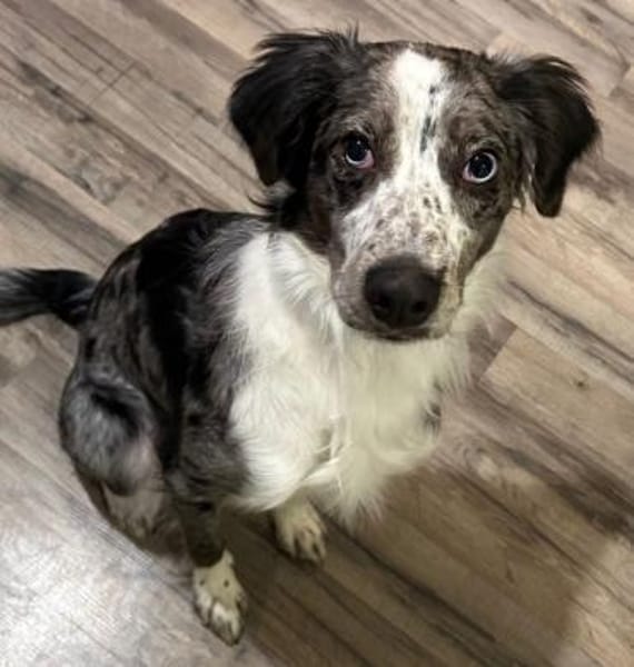 Super lieber Merlin, bei Aachen