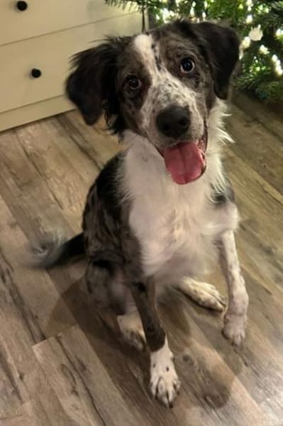 Super lieber Merlin, bei Aachen