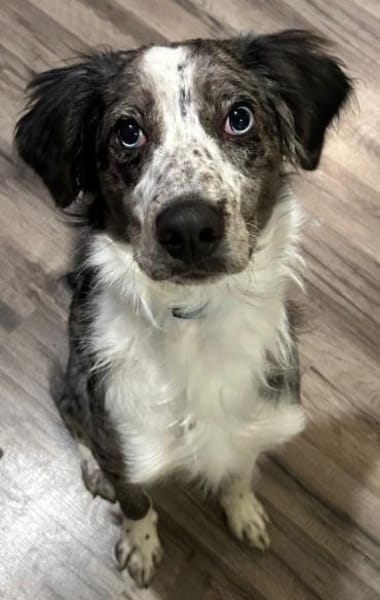 Super lieber Merlin, bei Aachen