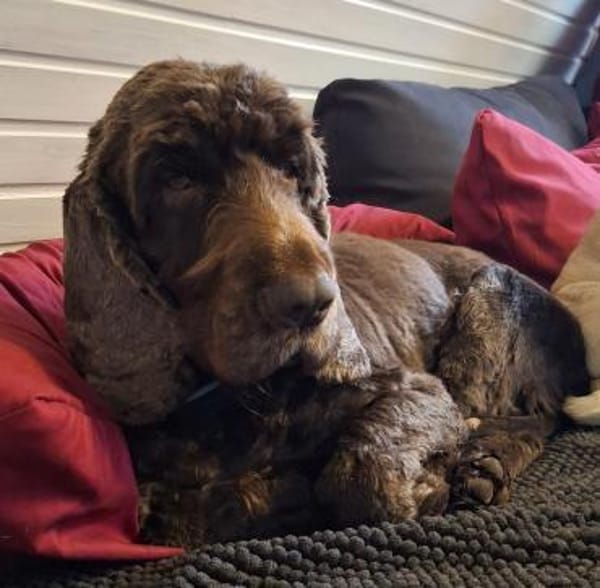 Orphee sucht erfahrenes Zuhause