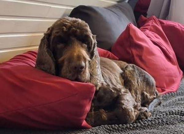 Orphee sucht erfahrenes Zuhause