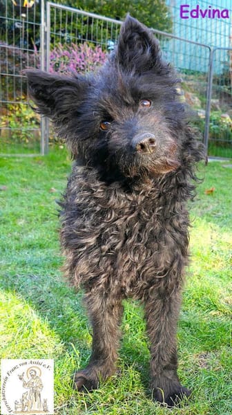 Edvina  die lebensfrohe Junghündin