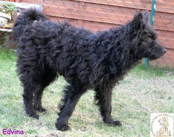 Edvina  die lebensfrohe Junghündin