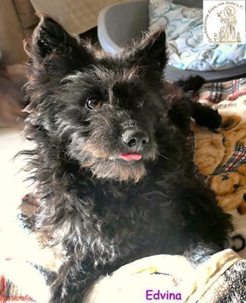 Edvina  die lebensfrohe Junghündin