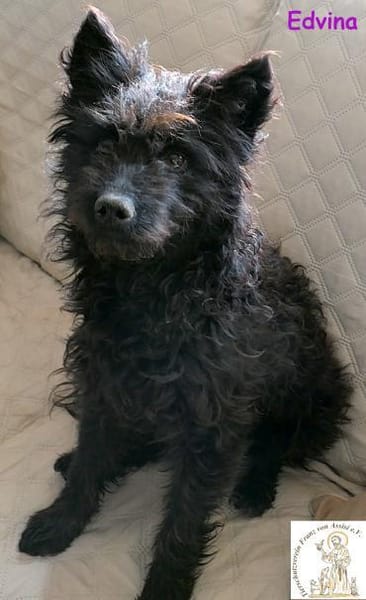 Edvina  die lebensfrohe Junghündin