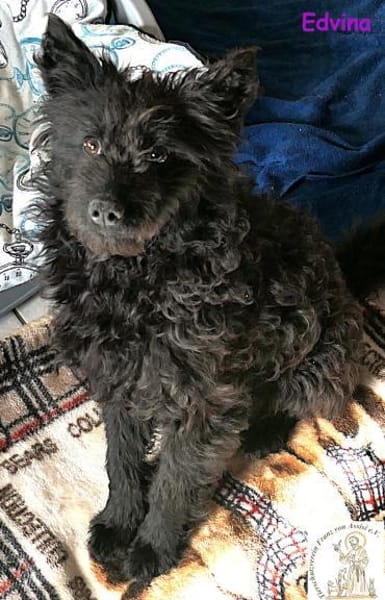 Edvina  die lebensfrohe Junghündin