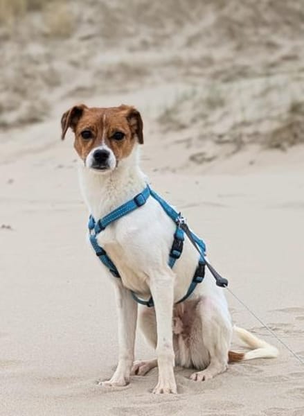 Bray auf Pflegestelle in 49479