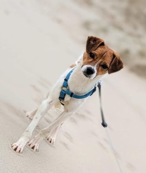 Bray auf Pflegestelle in 49479