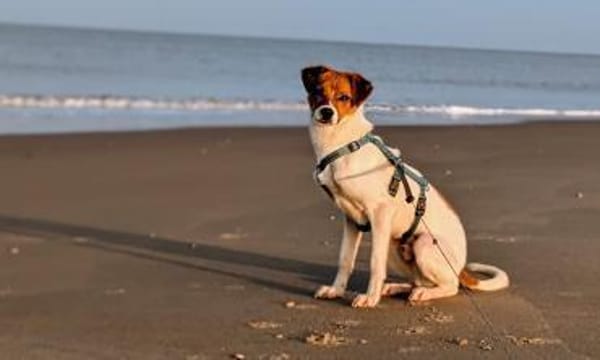 Bray auf Pflegestelle in 49479