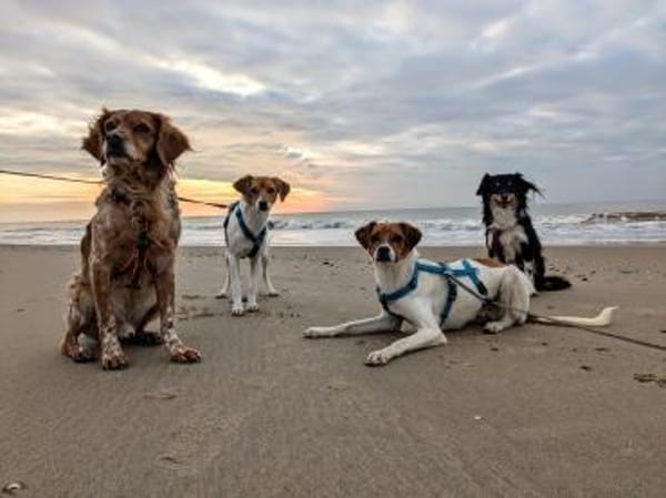 Bray auf Pflegestelle in 49479